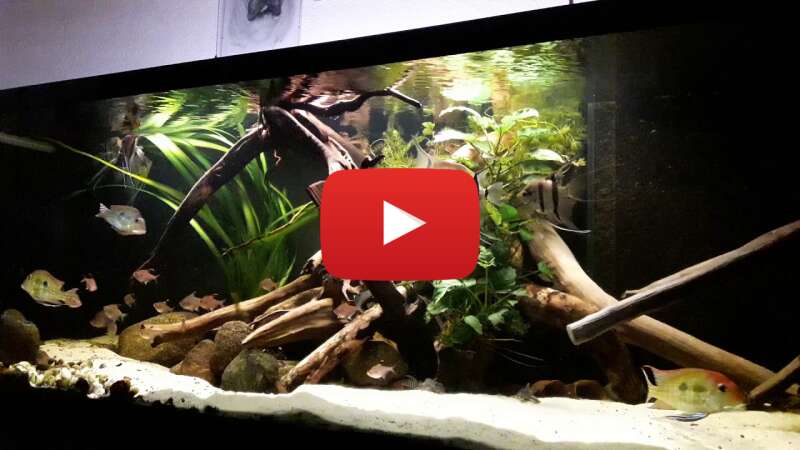 Video 5z1Y2Y22Y6g abspielen