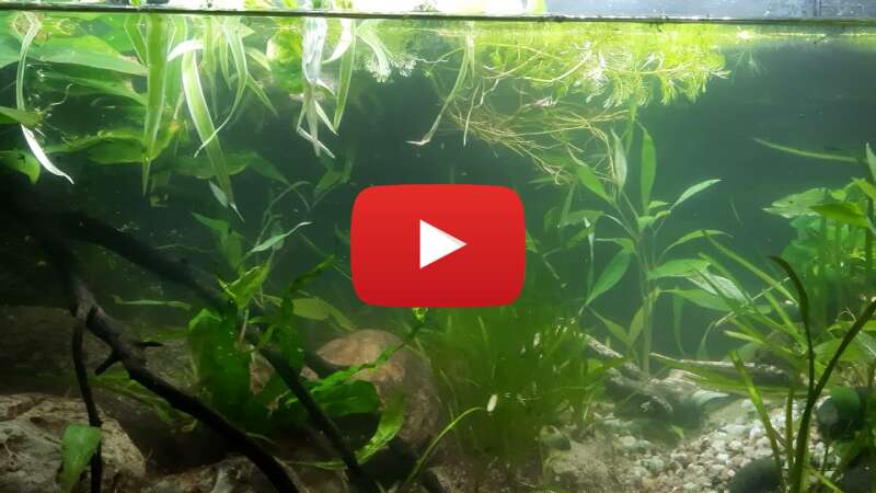 Video 62JMyIirATE abspielen