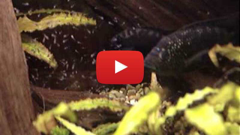 Video 62YT--KVbfQ abspielen