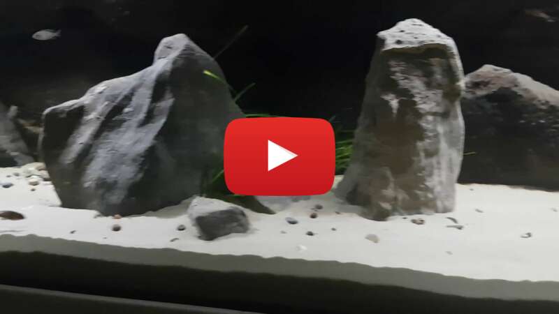 Video 62raSgcQ01g abspielen