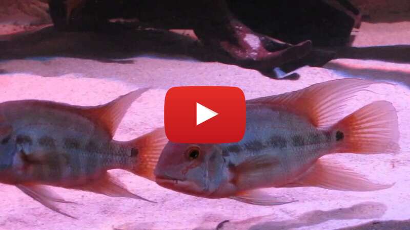 Video 69RFapwKKNo abspielen