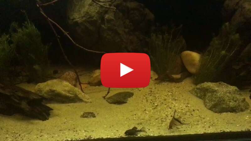 Video 6AYAozIL9aE abspielen