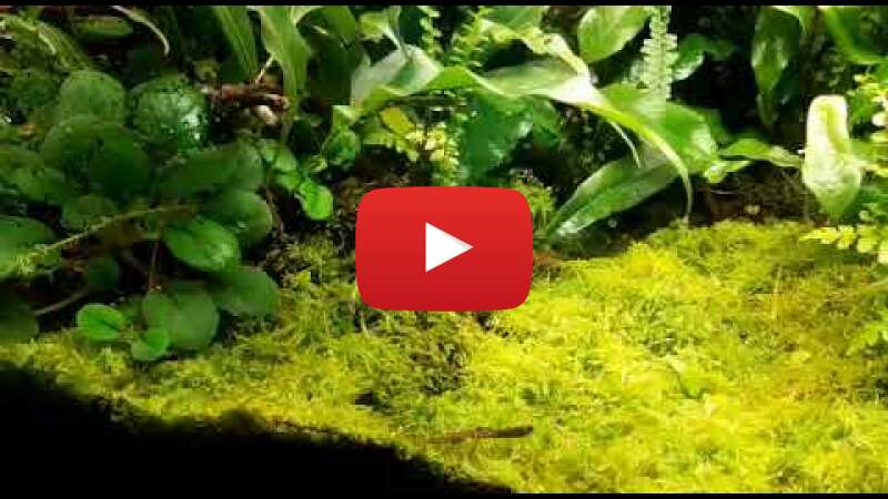 Video 6Avzasn8fyQ abspielen