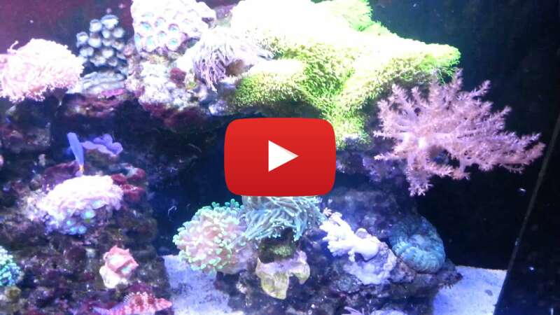 Video 6GBpD9DcX34 abspielen