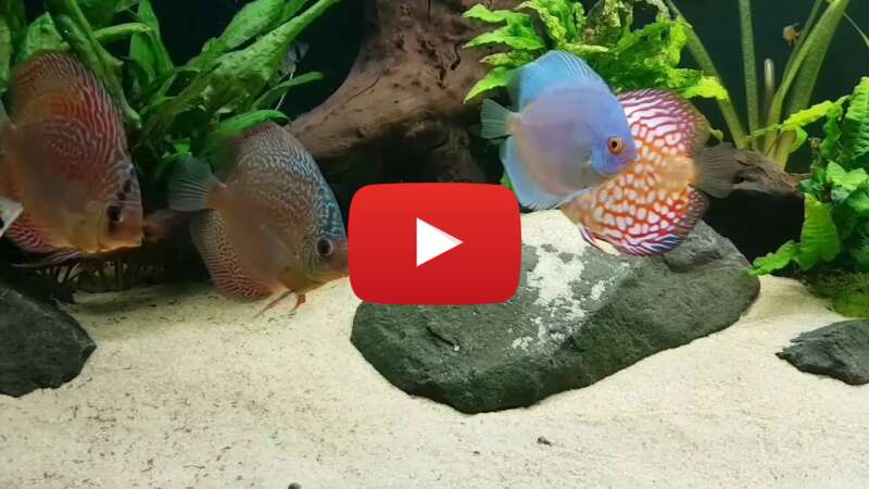 Video 6JjTbx2F758 abspielen