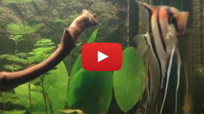 Video 6MRaclXjoeE abspielen