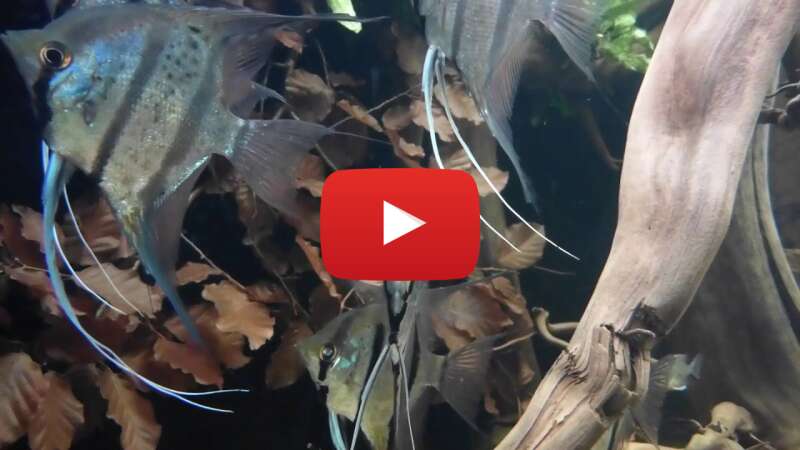 Video 6O-jrZGfSuE abspielen