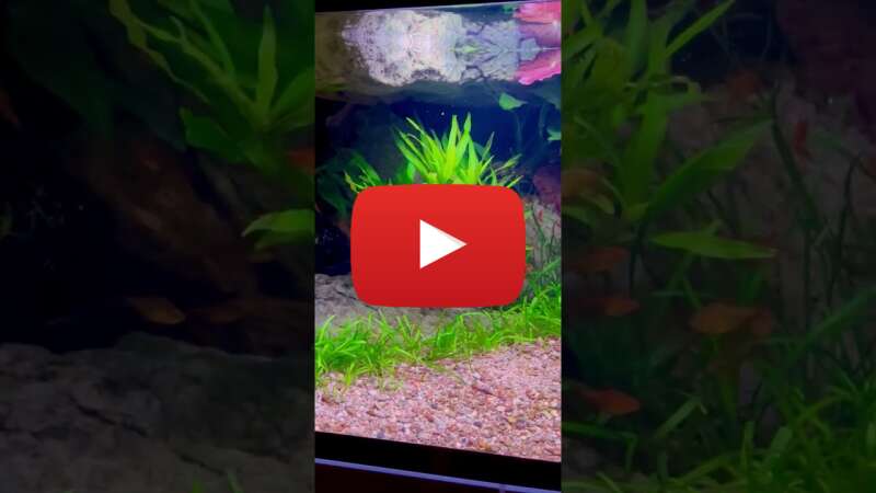 Video 6Op2S5Ns6Xo abspielen