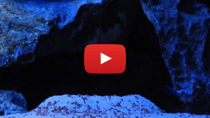 Video 6Tjjdf4loz0 abspielen