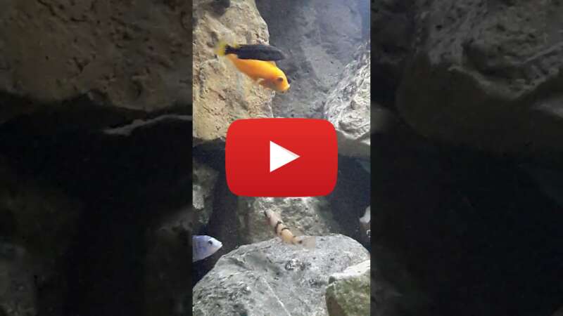 Video 6bagwFf-Dg4 abspielen