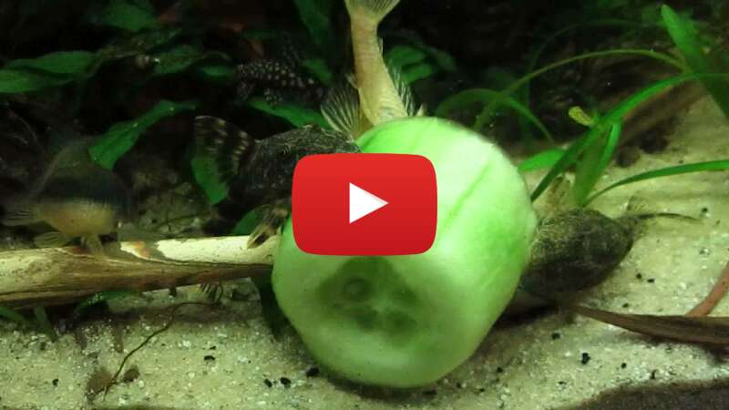 Video 6c6bSAWZ394 abspielen