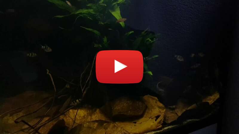 Video 6h4U52RH8TI abspielen