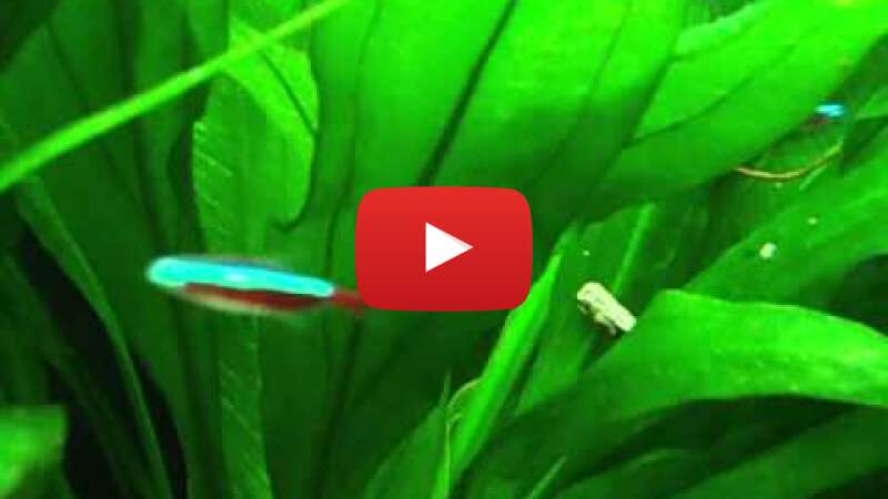 Video 6lEmHrgnQ8I abspielen