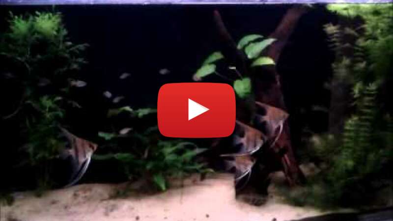 Video 6mJ8WQ67CYk abspielen