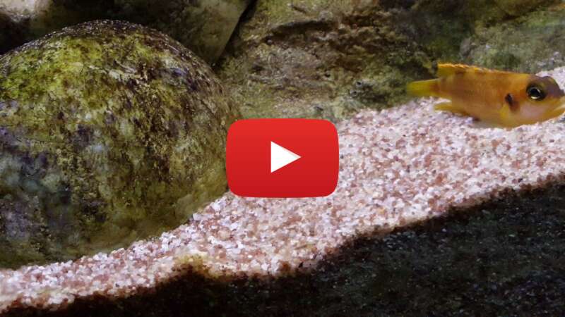 Video 6qKCW4kAUTw abspielen