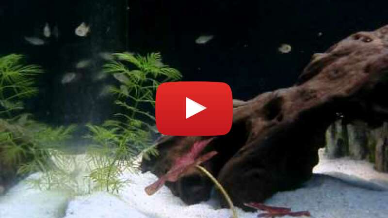 Video 6wpy4zXZbTQ abspielen