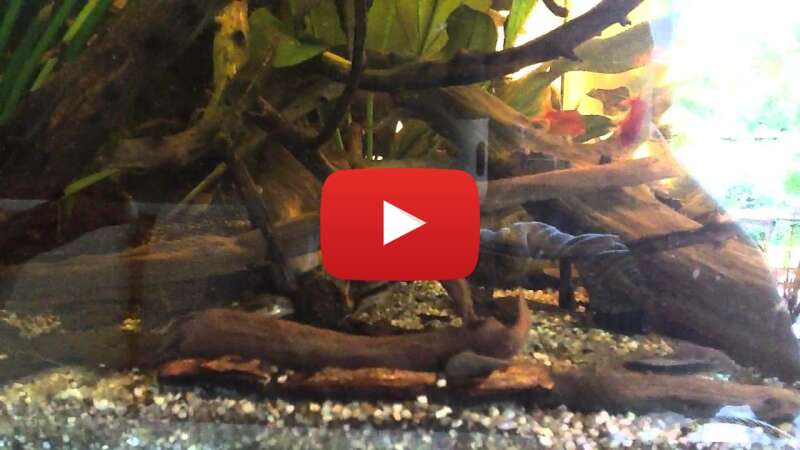 Video 71KDis93bL0 abspielen