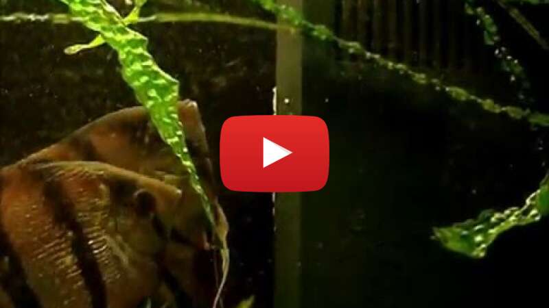 Video 72nuCAv6dbc abspielen