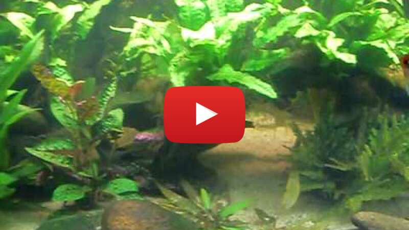 Video 79L8psv0GTQ abspielen