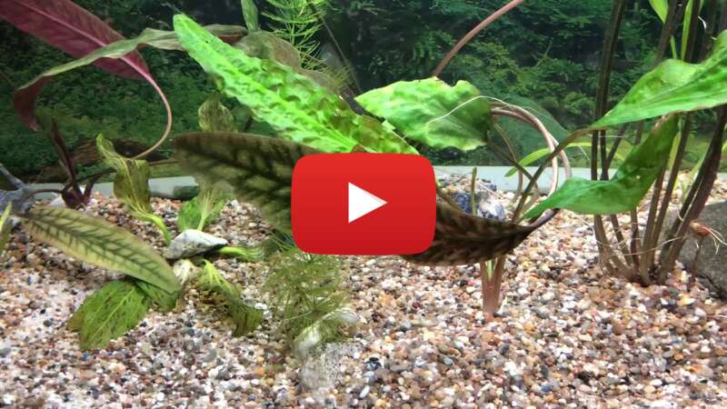 Video 7NOZOA9_C5M abspielen