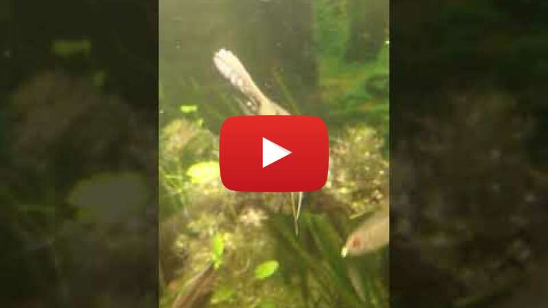 Video 7NiYf9zxetk abspielen