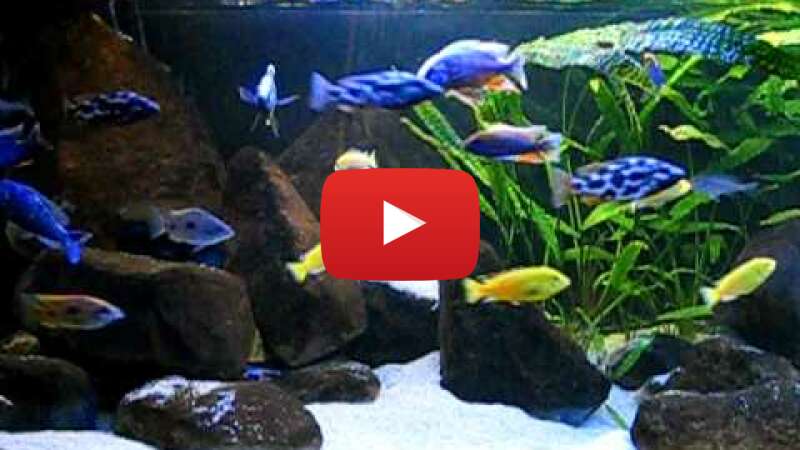 Video 7QYL6Ai7mx8 abspielen