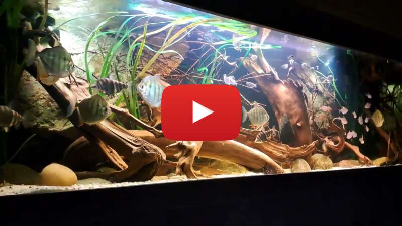 Video 7Q_Si3as7gs abspielen