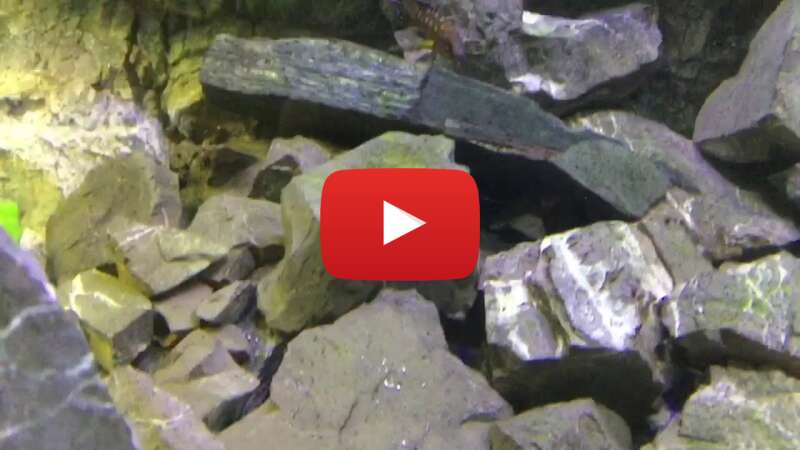 Video 7V4qa6eXfRQ abspielen