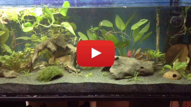 Video 7VITJG0cgQ0 abspielen