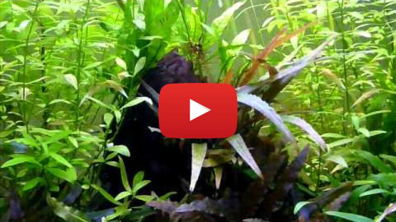 Video 7WwajK5gIOA abspielen