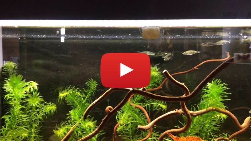 Video 7ZP4qjsVlAg abspielen