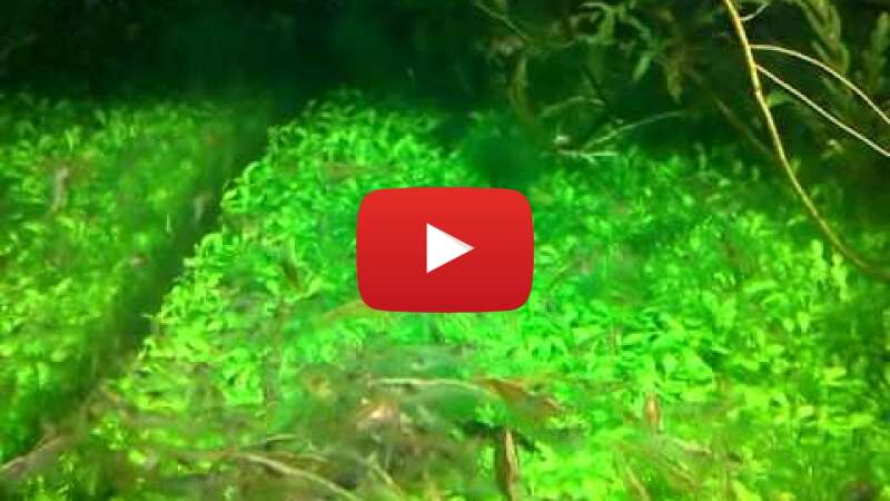 Video 7avzLqy2BDE abspielen