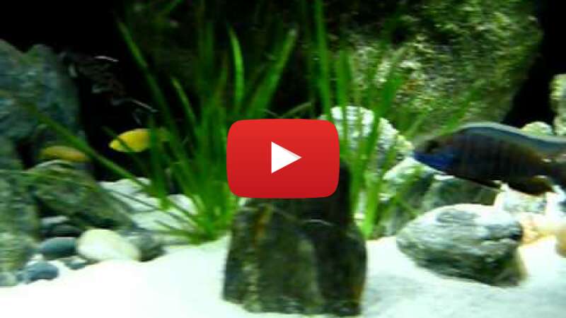 Video 7e-ymKTHhGM abspielen