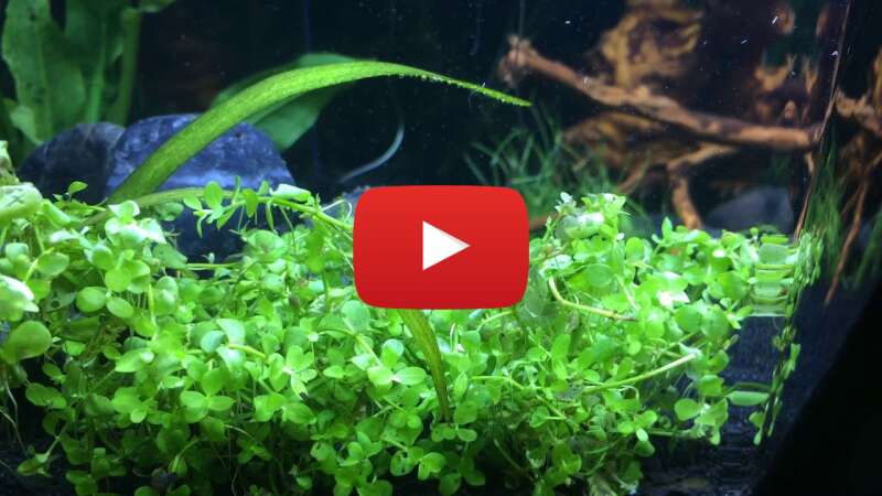 Video 7iEBziFTLZc abspielen