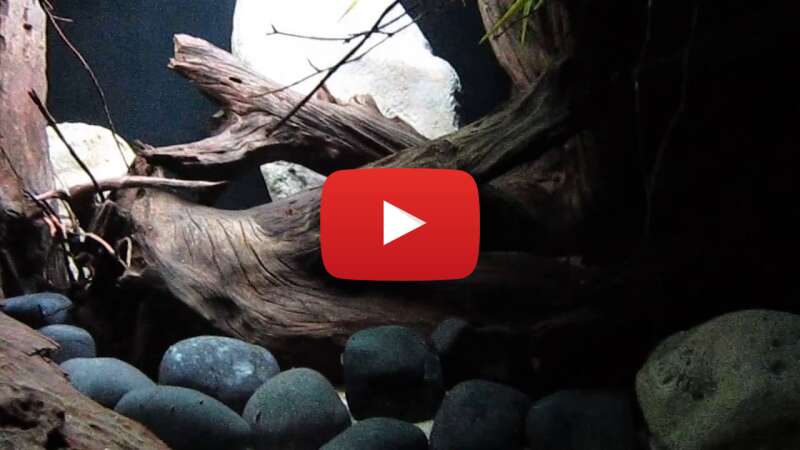 Video 7iYYPaEWxkI abspielen