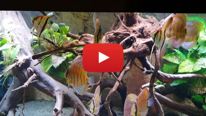 Video 7lQfQWYkXW4 abspielen