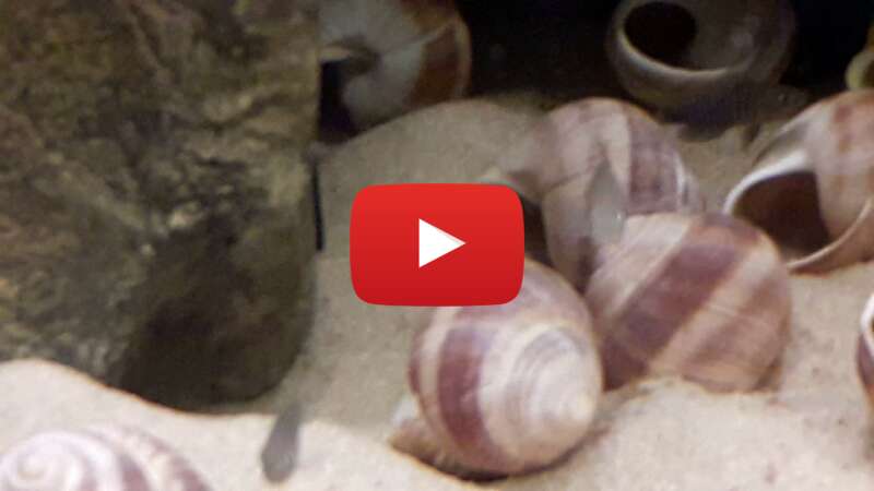 Video 7qTuEmBFq6c abspielen