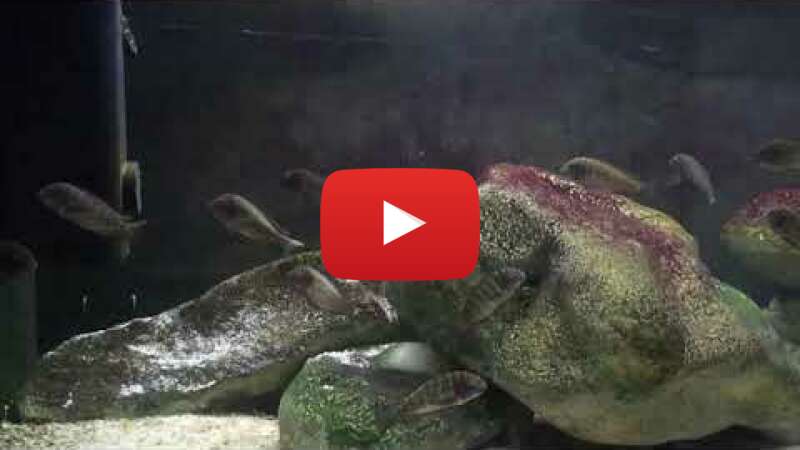 Video 7qWmWA1lE14 abspielen