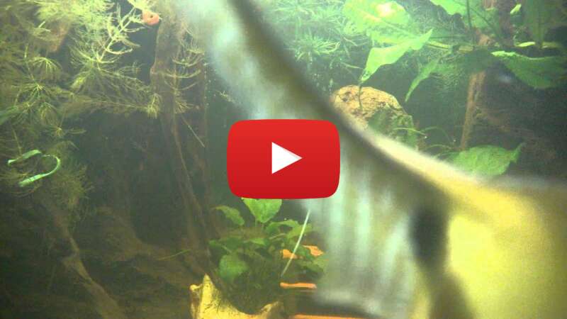 Video 7rrv124aKbs abspielen