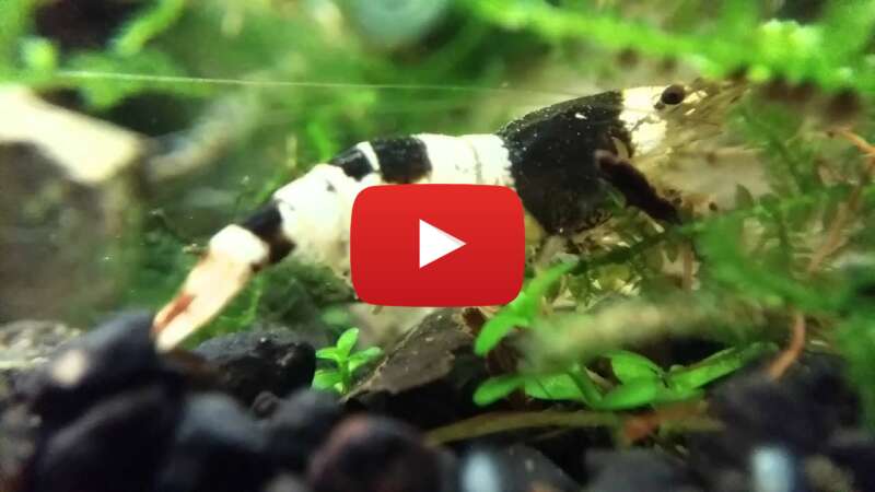 Video 7rte-gTKY0o abspielen