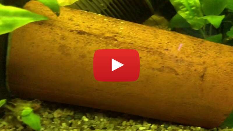 Video 7vVUN5DpiDo abspielen