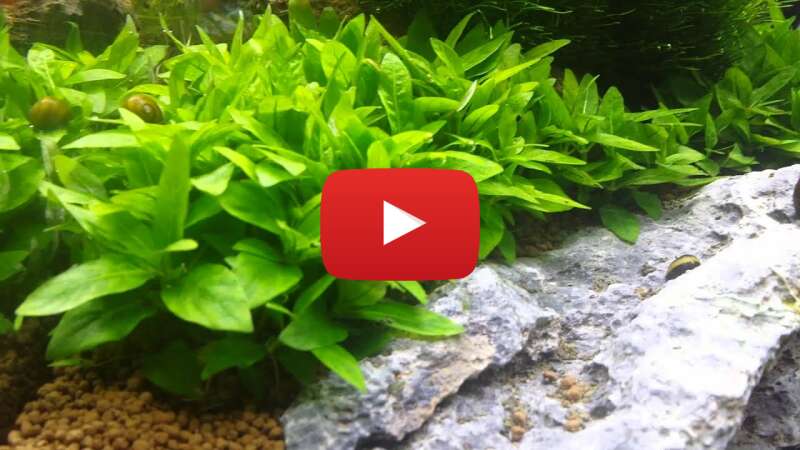 Video 8-SkFuBcilc abspielen