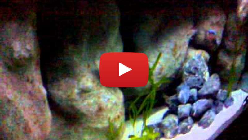 Video 83gKJOuPO0E abspielen