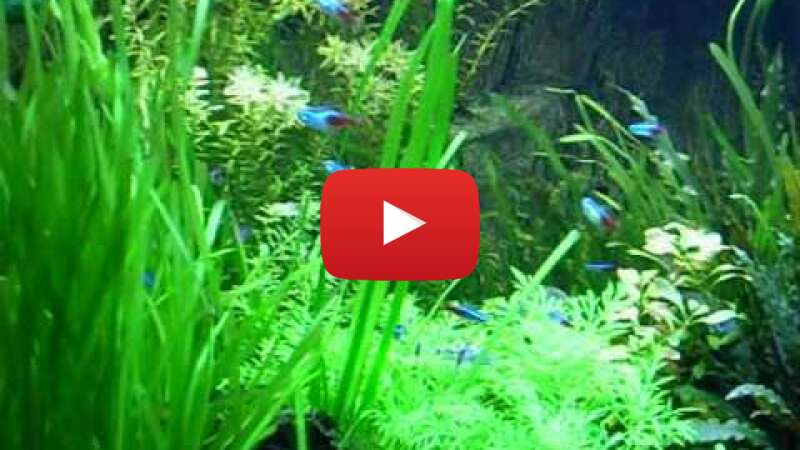 Video 885N4oAxLF8 abspielen