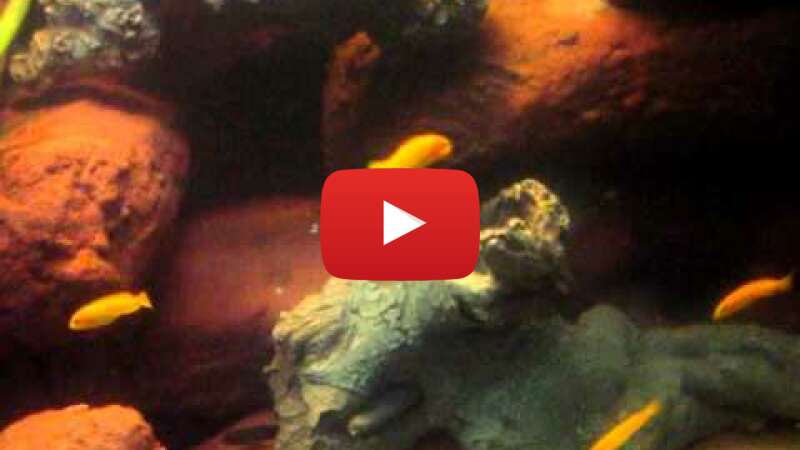 Video 88px8mxPc3E abspielen