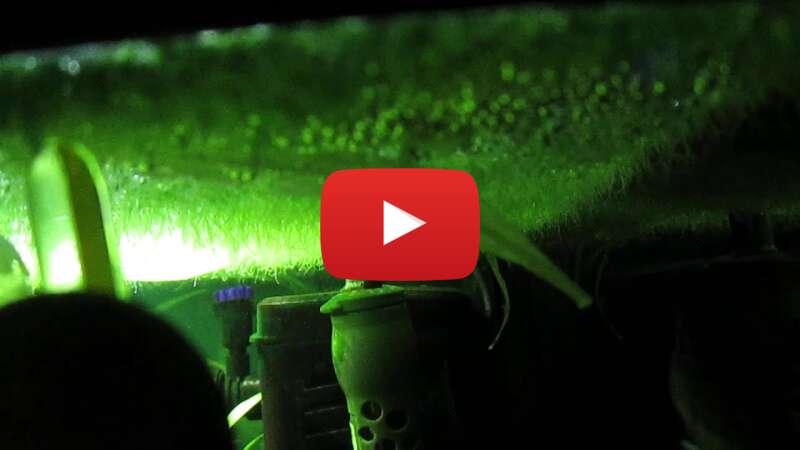 Video 8B-DanCjldg abspielen