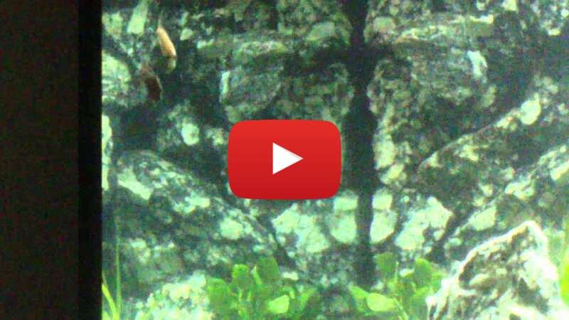 Video 8BH083nTRS0 abspielen