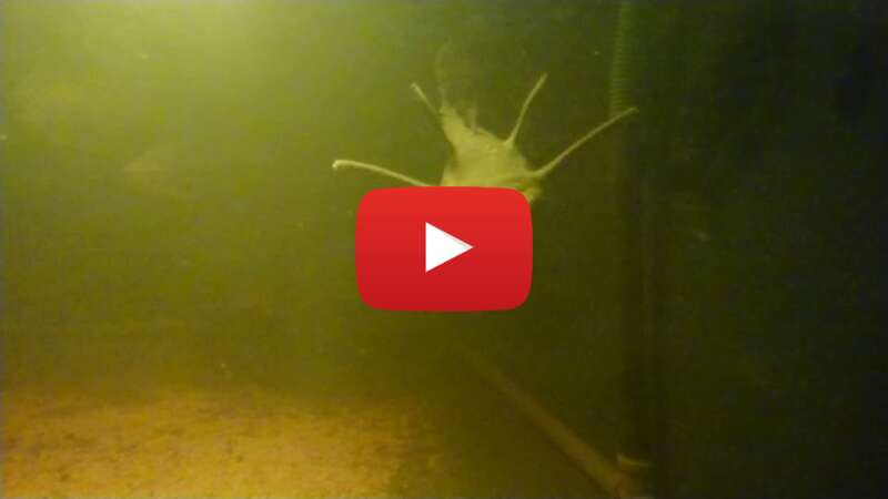 Video 8FiepfF-sqU abspielen