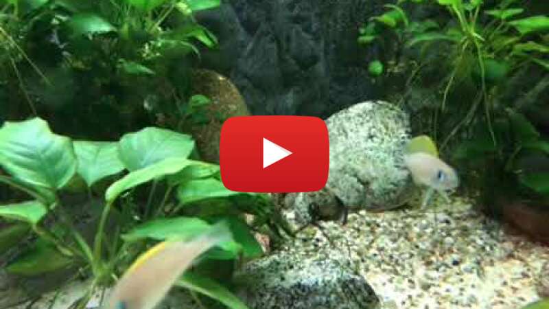 Video 8GZxwMPlK3A abspielen