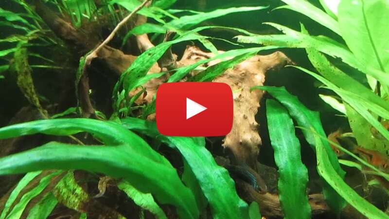 Video 8G_e67Z-92M abspielen